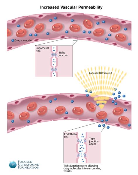 how to measure vascular permeability